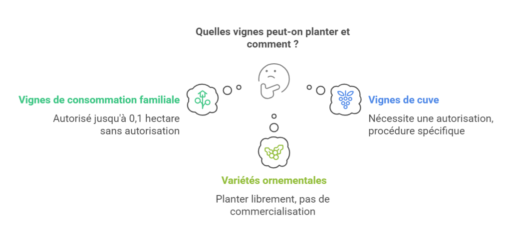 Combien de pieds de vigne un particulier peut planter ?