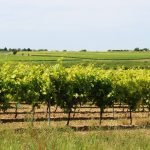 Onivins - Les Cépages vinicoles