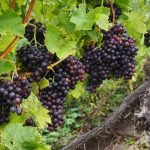 Cépage rouge - Onivins