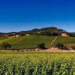Conditions de production des vins de pays - Onivins