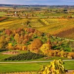 Droits Externes à l'Exploitation de vignes - Onivins