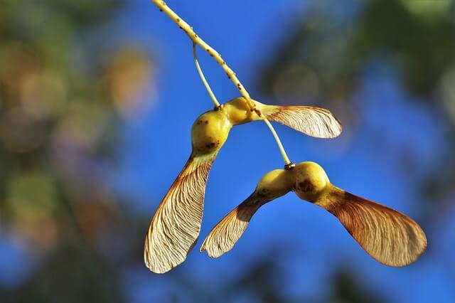 Clones Agréés par Variété de Table - ONIVINS
