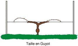 taille de la ville en guyot