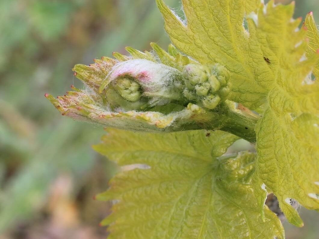 Cycle végétatif de la vigne au printemps - ONIVINS.fr