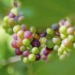 Le cycle de la vigne en été - Onivins