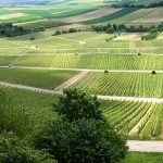 Régions Viticoles France- ONIVINS