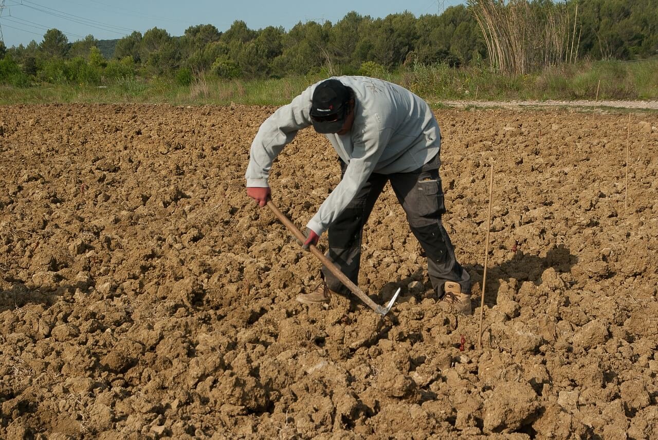Plantations nouvelles de vignes - Onivins