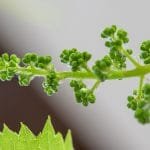 Production de vins de pays primeurs - Onivins