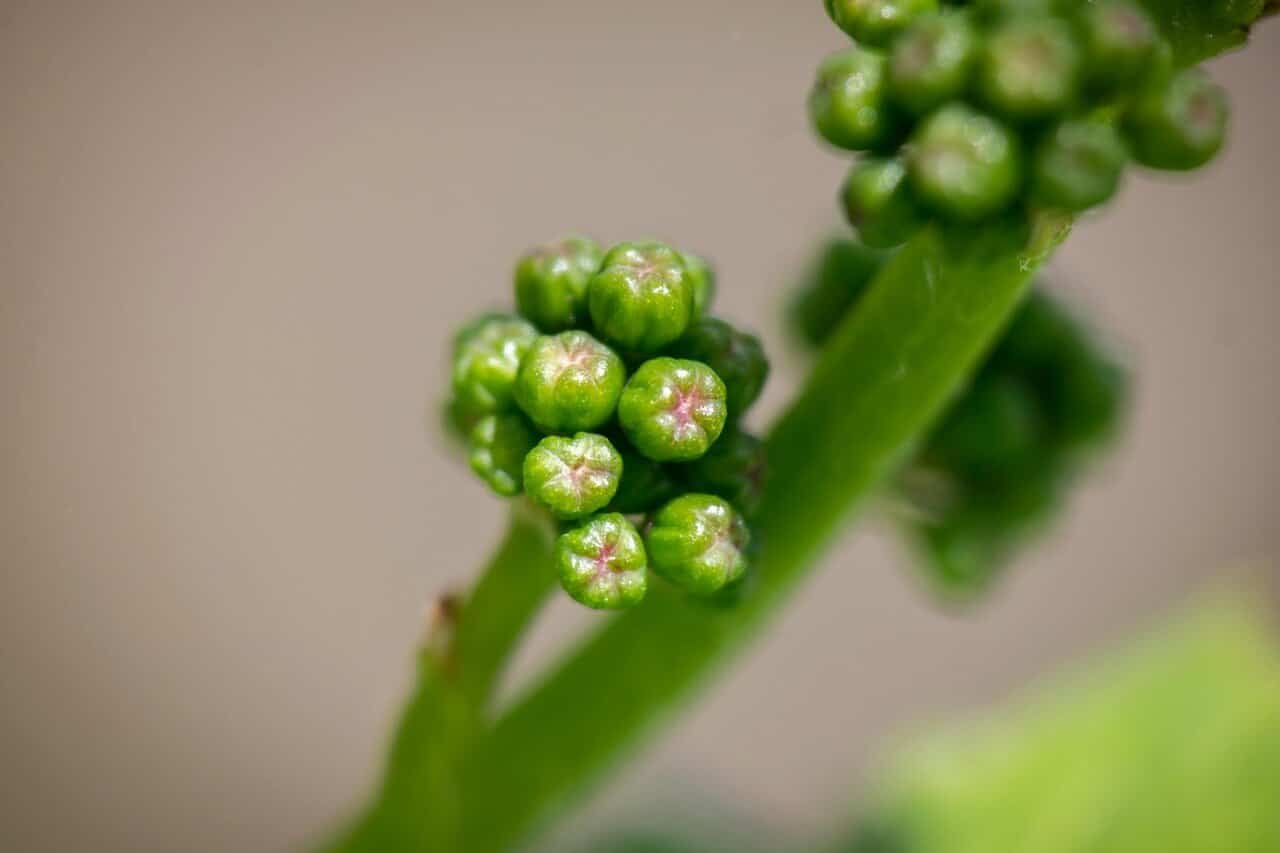 Production et structuration de vins de pays - Onivins