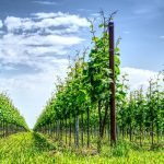 Réserve nationale des droits de plantation - Onivins