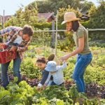 Vignes de consommation familiale - Onivins
