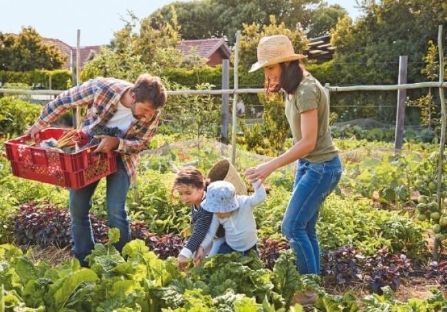 Vignes de consommation familiale - Onivins